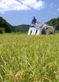 早期米稲刈り始まる