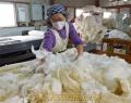 布団の綿打ち作業最盛期