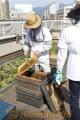 まちなか養蜂ことしも