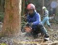 伐木の技術競う