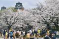 桜満開の熊本城